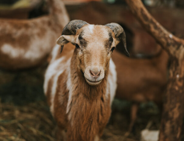 Agroturystyka Sarbinowo – kozy w Ranczu w Dolinie