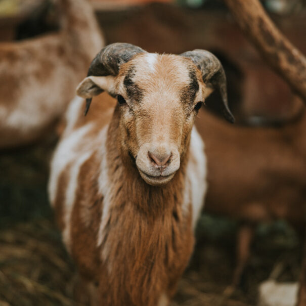 Agroturystyka Sarbinowo – kozy w Ranczu w Dolinie