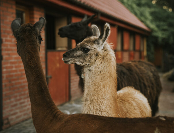 Agroturystyka Sarbinowo – alpaki w Ranczu w Dolinie