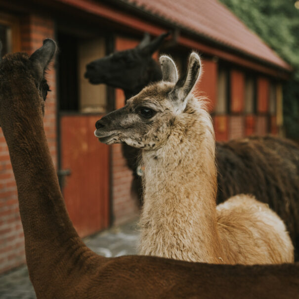 Agroturystyka Sarbinowo – alpaki w Ranczu w Dolinie