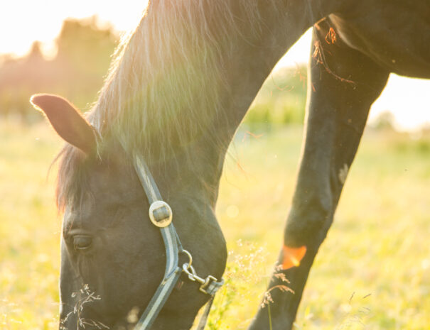 Jazda konna Sarbinowo – koń w Ranczu w Dolinie