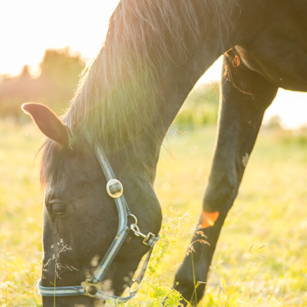 Jazda konna Sarbinowo – koń w Ranczu w Dolinie