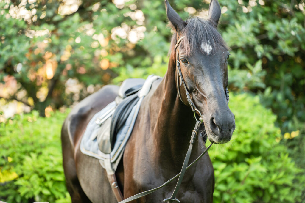 Jazda konna Sarbinowo – Ranczo w Dolinie