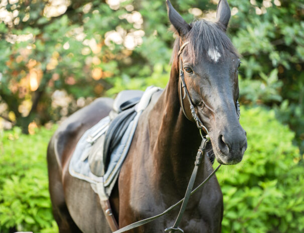 Jazda konna Sarbinowo – Ranczo w Dolinie