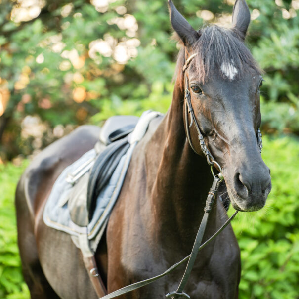 Jazda konna Sarbinowo – Ranczo w Dolinie