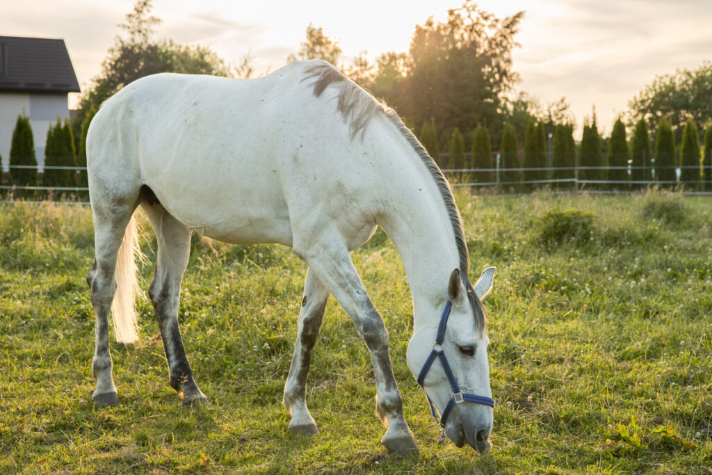 Agroturystyka Sarbinowo – jazda konna w Ranczu w Dolinie