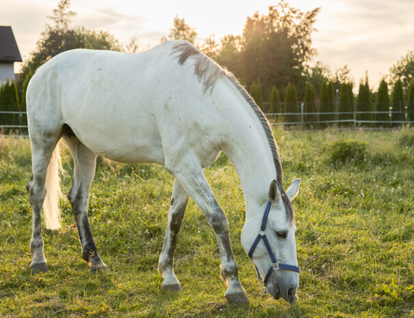 Agroturystyka Sarbinowo – jazda konna w Ranczu w Dolinie