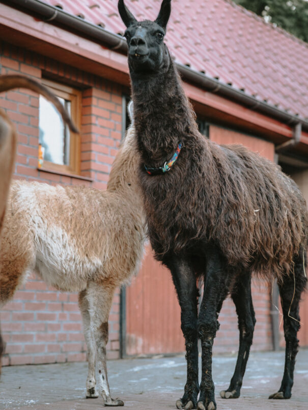 osrodek wypoczynkowy sarbinowo – lamy w Ranczu w Dolinie