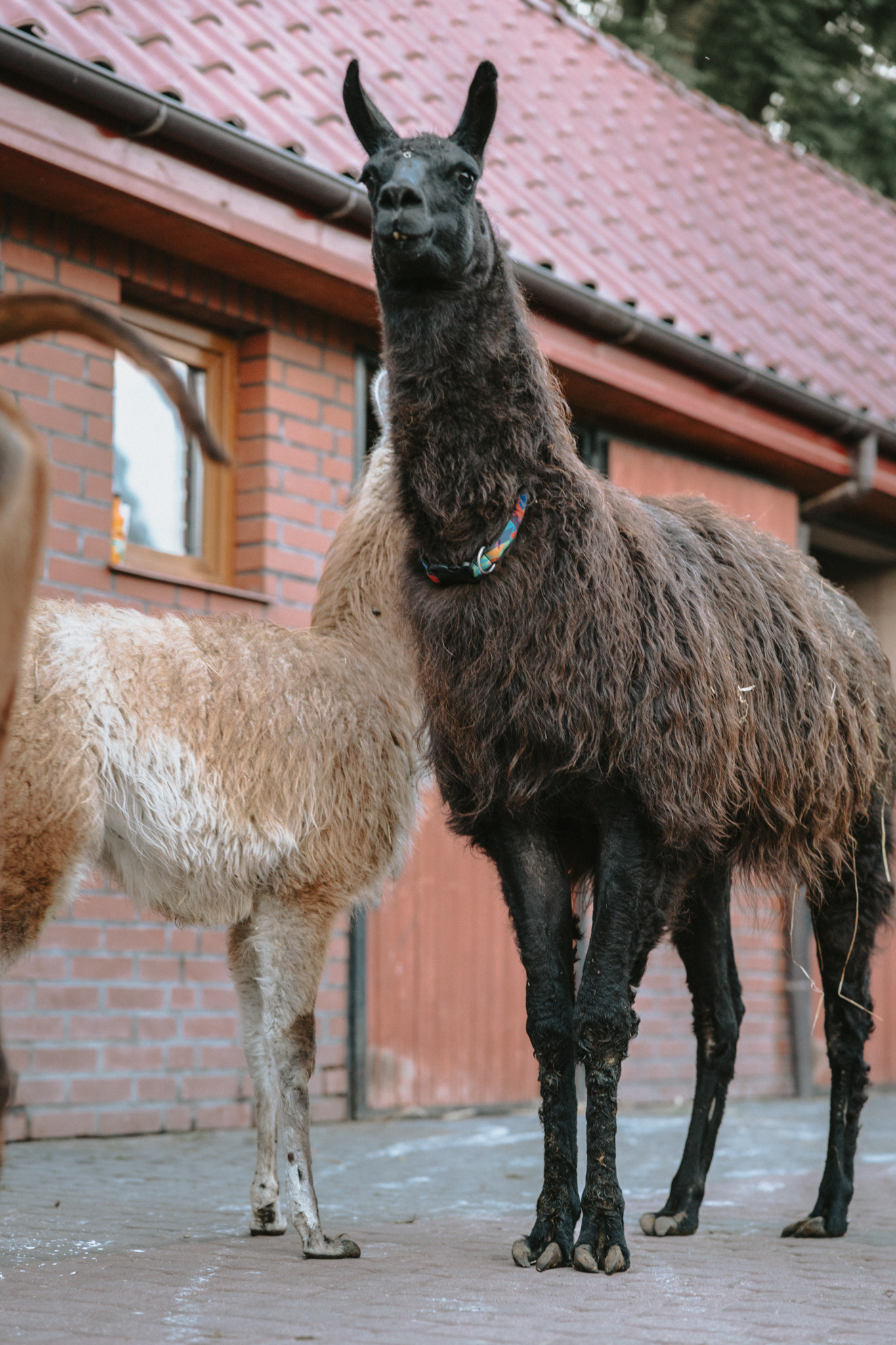 osrodek wypoczynkowy sarbinowo – lamy w Ranczu w Dolinie