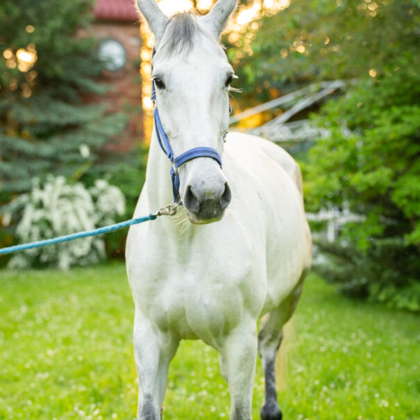 Agroturystyka Sarbinowo – konie w Ranczu w Dolinie